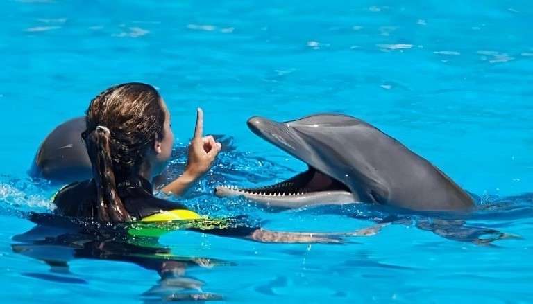 Nager avec les dauphins a cancun